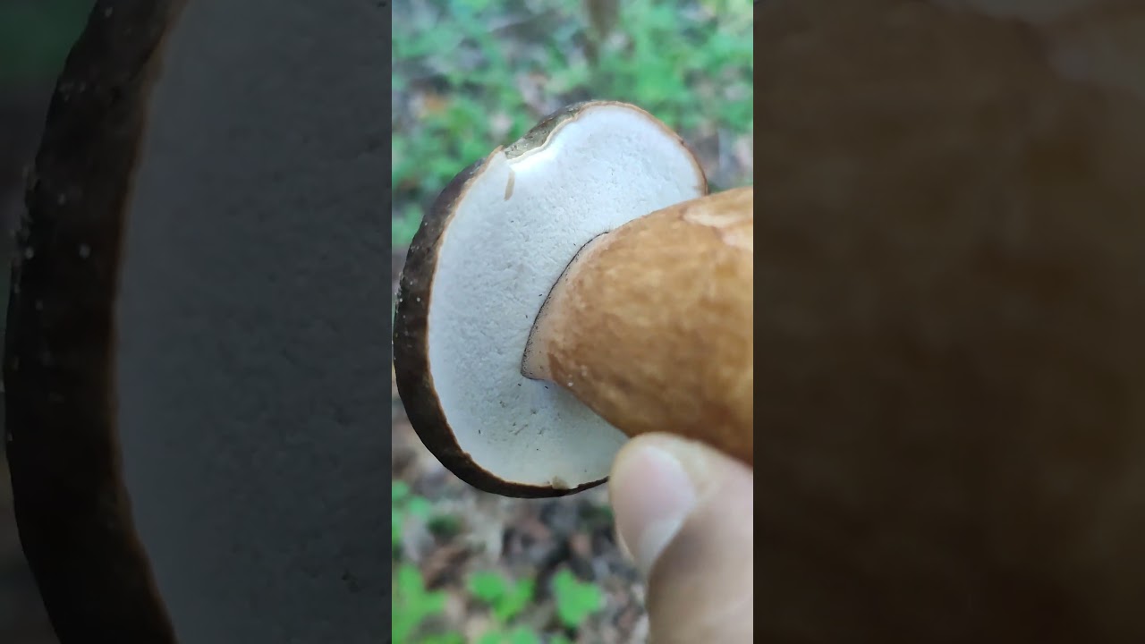Kıtırdak Mantarı Por&ccedil;ini budur afiyetle yiyebilirsiniz.
