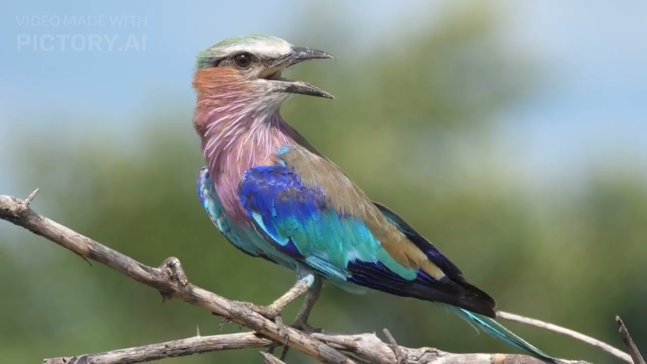 Reason Why Some Birds Migrate While Others Don't