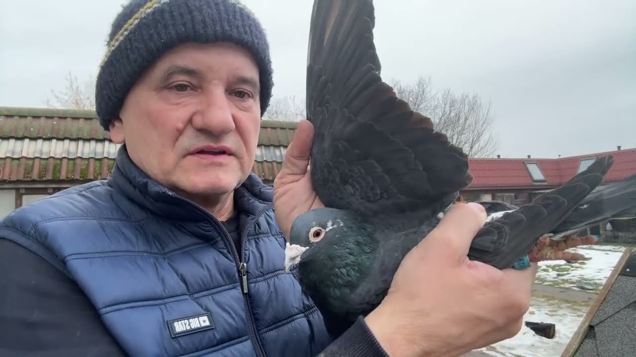 Gołębie czarne Drapy De Lat do rozpłodu 513016809
