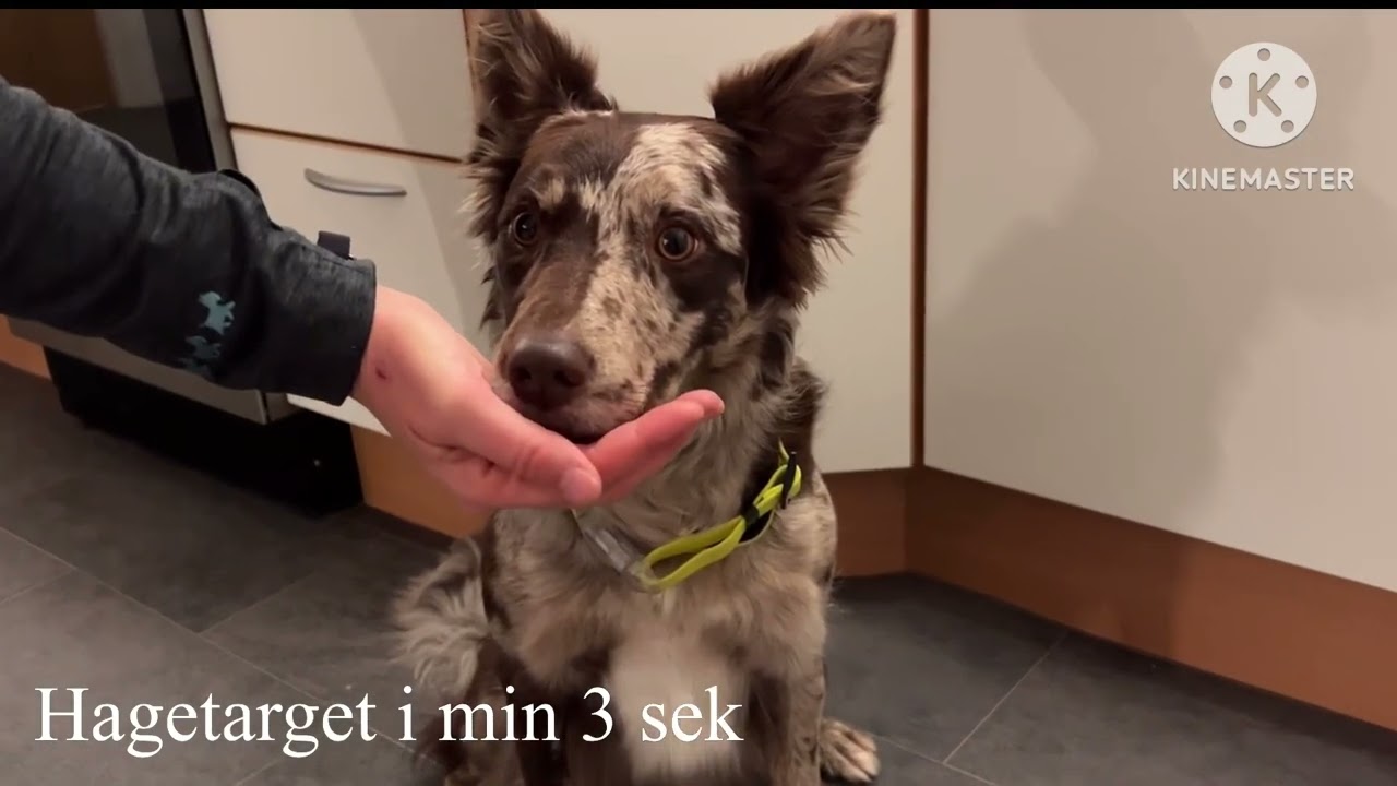 Cocio - Sirius Tricks Begynder Stjerne
