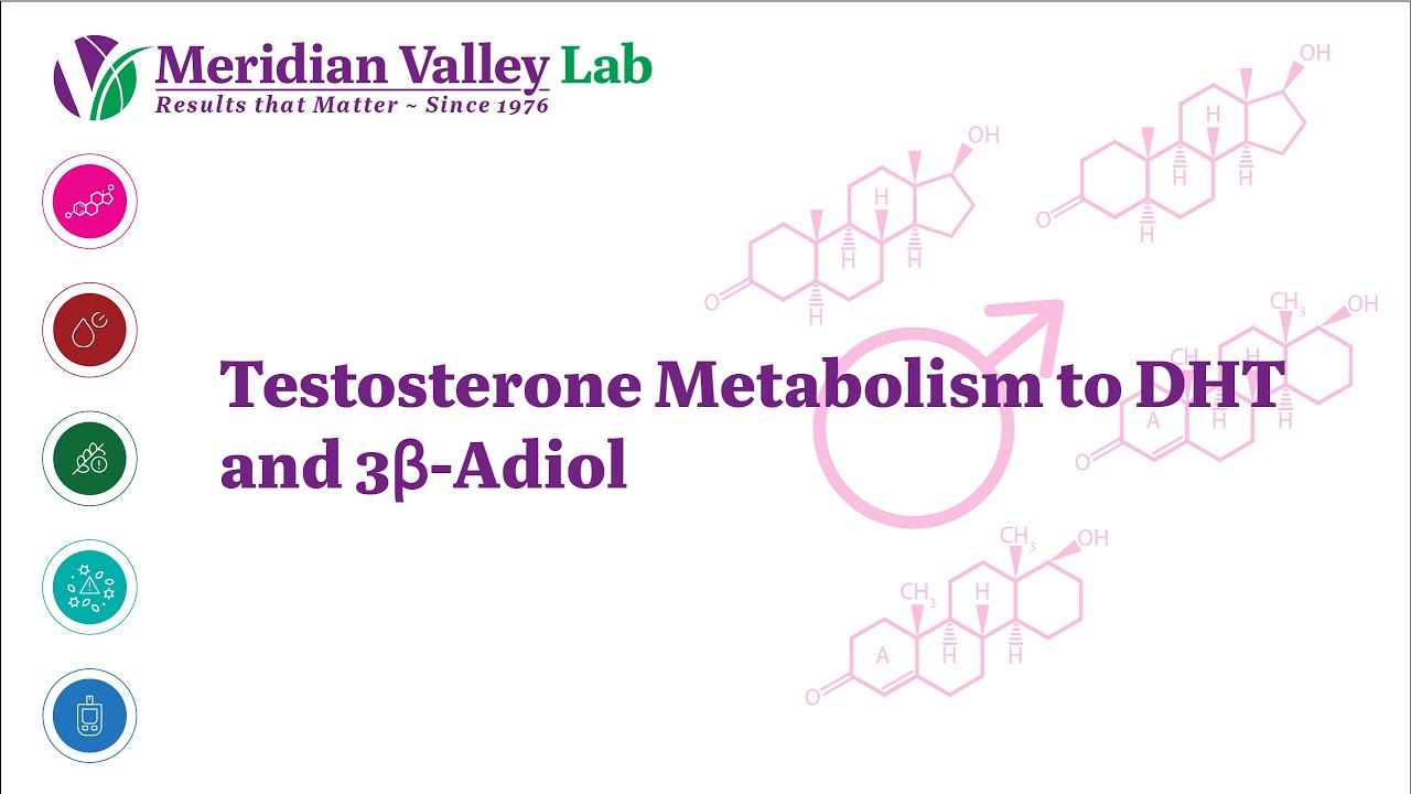 Testosterone Metabolism to DHT and 3&beta;-Adiol