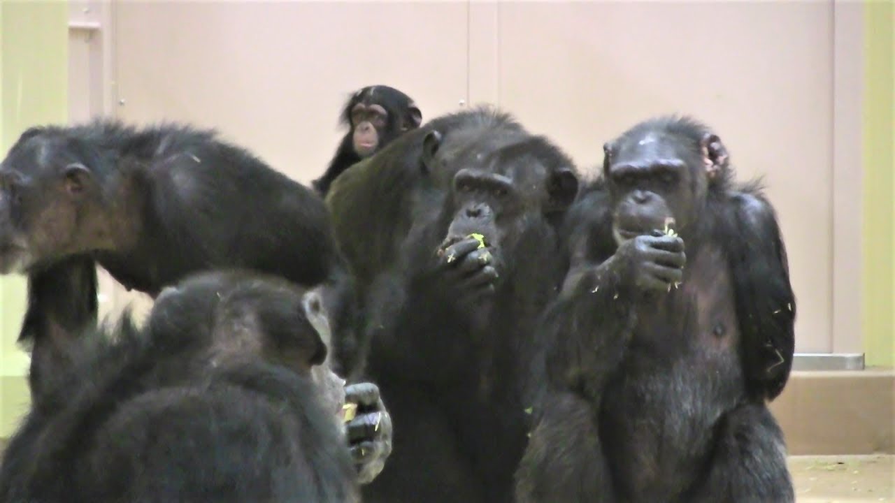 リュウ家族 チンパンジー ③ Chimpanzee Ryu family groups