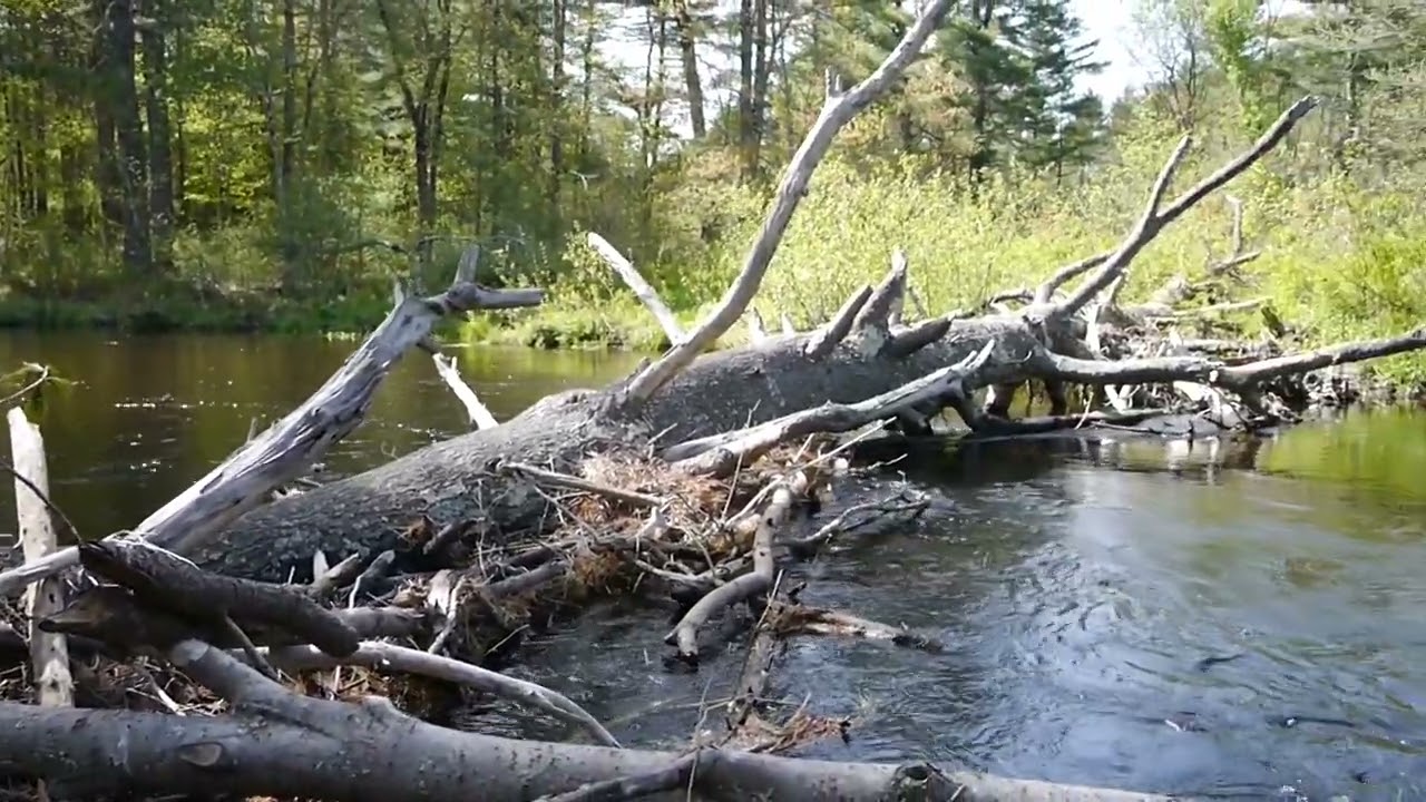 Nissitissit Berm and Bridge