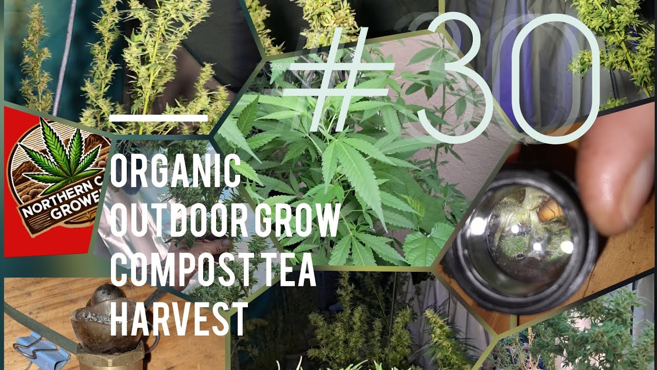Survivor Harvest Outdoor #organic #grow #budrot in the desert #garden