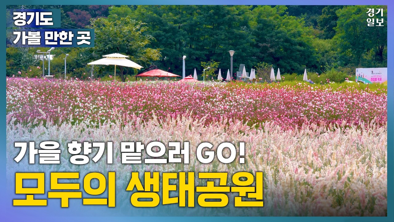 인생샷도 남기고 가을도 만나는 생태공원 ㅣ안산 갈대습지 ㅣ 양주 나리농원 [경기도 가볼 만한 곳]