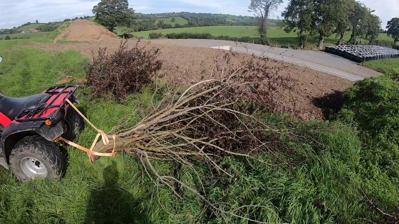 Sowing grass seed by hand and harrowing with Honda quad and a bush. 
