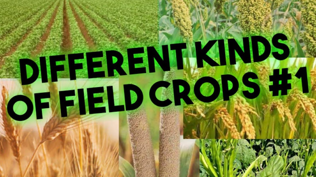Different kinds of field crops!!