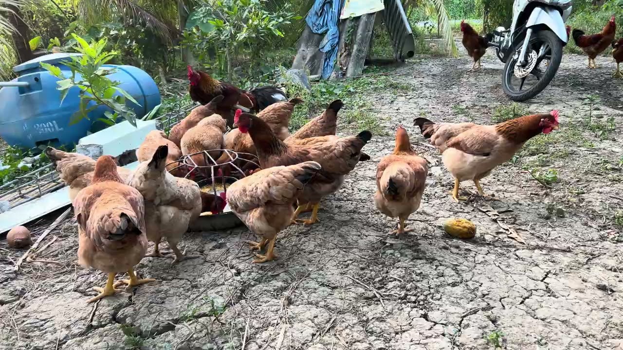 21/1/2026 cho đàn gà tàu vàng ăn cử chiều