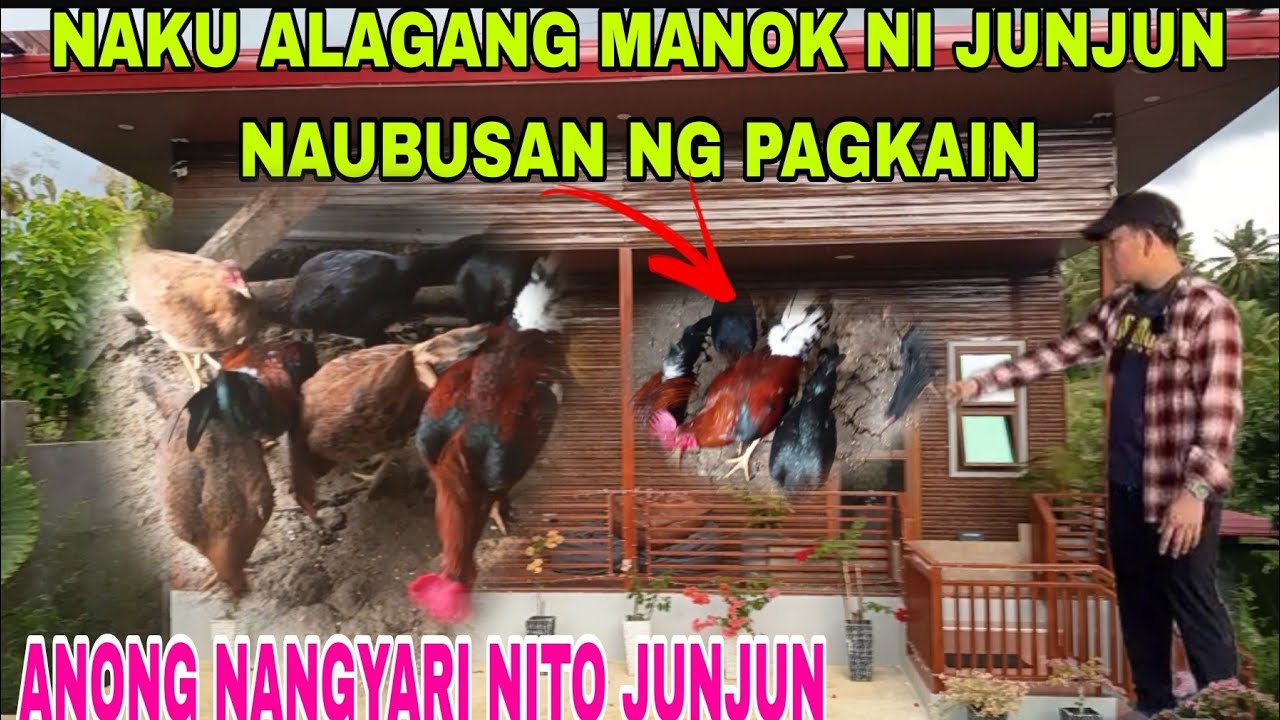 ALAGANG MANOK NI JUNJUN NAUBUSAN NG PAGKAIN #pbteamdavao #pugongbyahero #hilights 