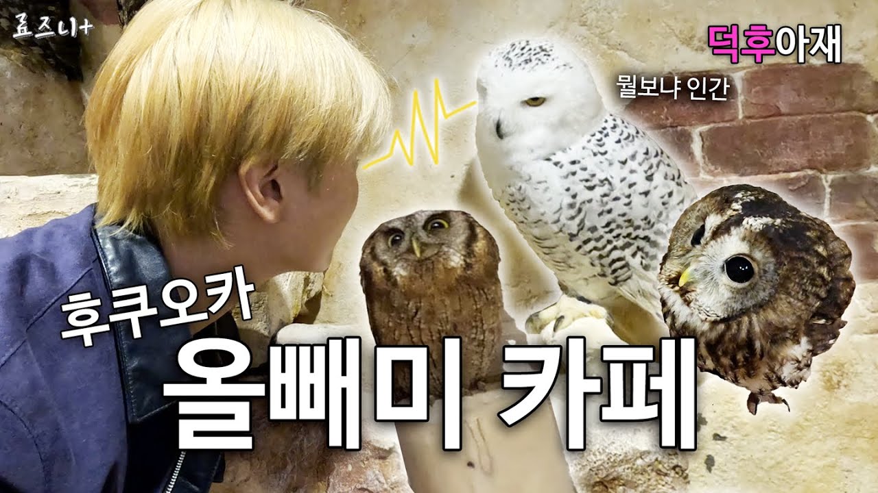 500만원 올빼미 만져본 사람? 어떤 느낌이냐면요.. 【후쿠오카】 | OWL CAFE IN JAPAN