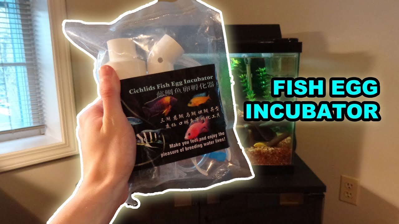 FISH EGG INCUBATOR UNBOXING! - Fry Tumbler