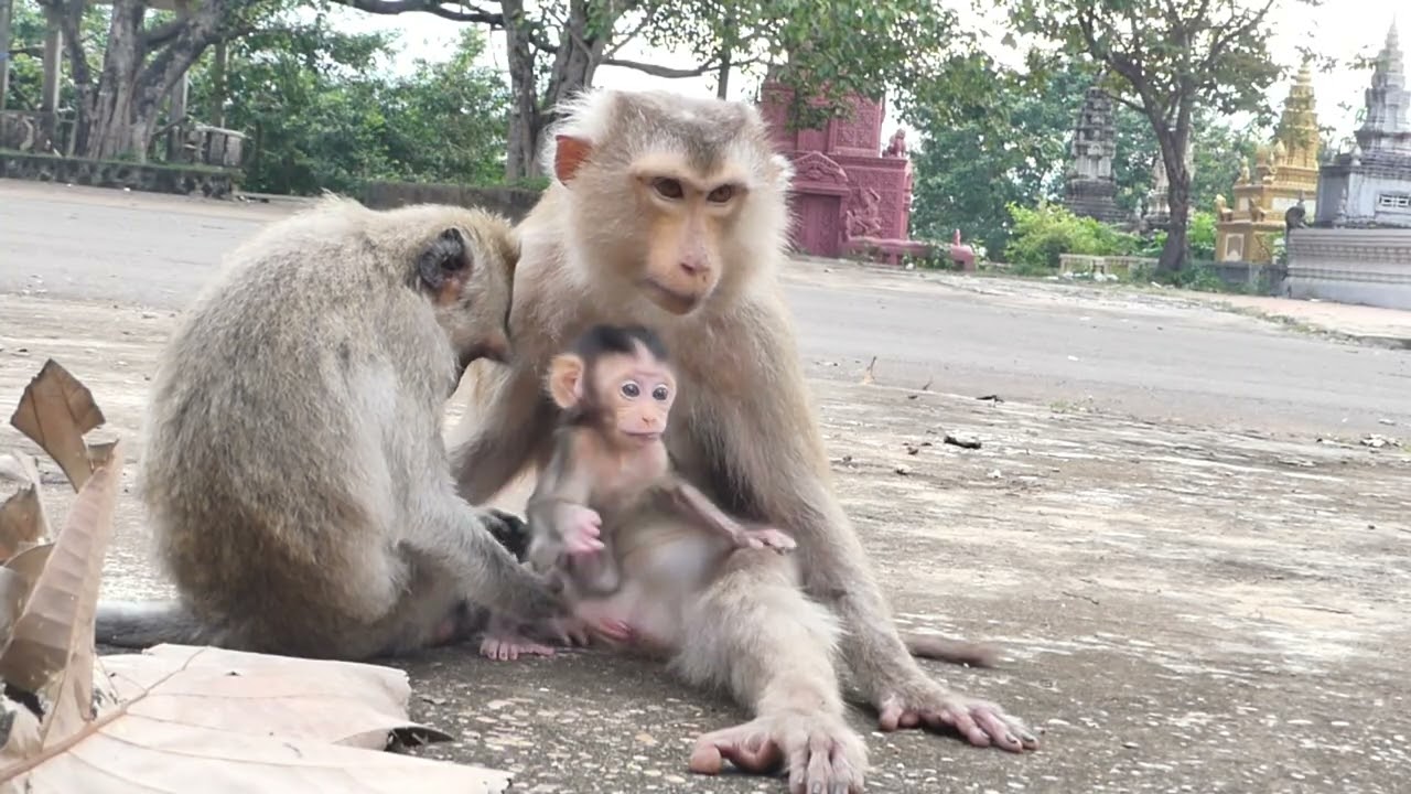 Young Mother Monkey Susan take care of baby Newborn Susi so lovely in the park
