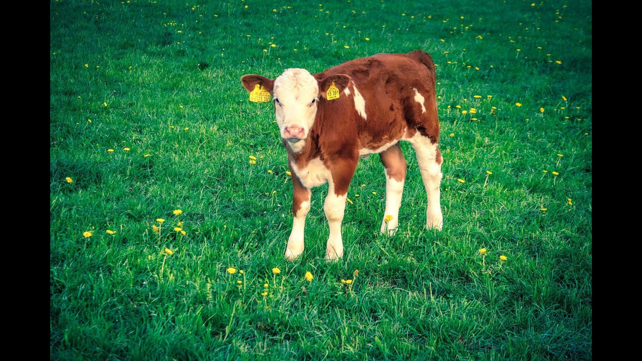 Farm Animals - Calf Sounds - Nature Sounds - Animal Sounds Real
