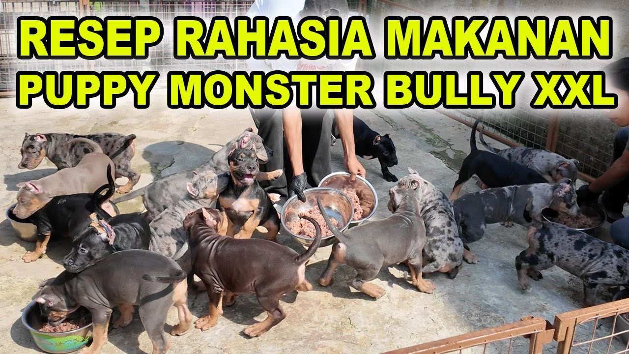 Resep Rahasia Makanan Puppy Bully Monster XXL Biar Jadi Raksasa