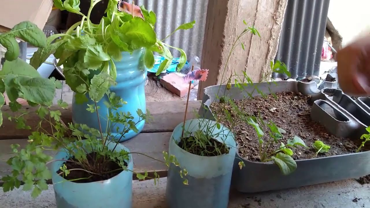 ✨PRESENTACI&Oacute;N✨ Biohuerto🌱 en Casa🏠 - Ciencia y Tecnolog&iacute;a 🧪
