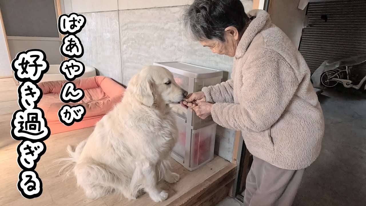 【4歳大型犬】一日中ばあやんに付きっ切りです・・・。　