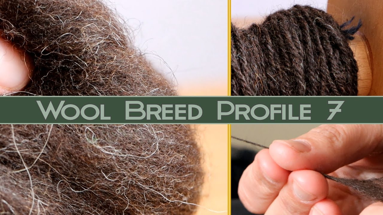 Hand Spinning Different Breeds: Shetland