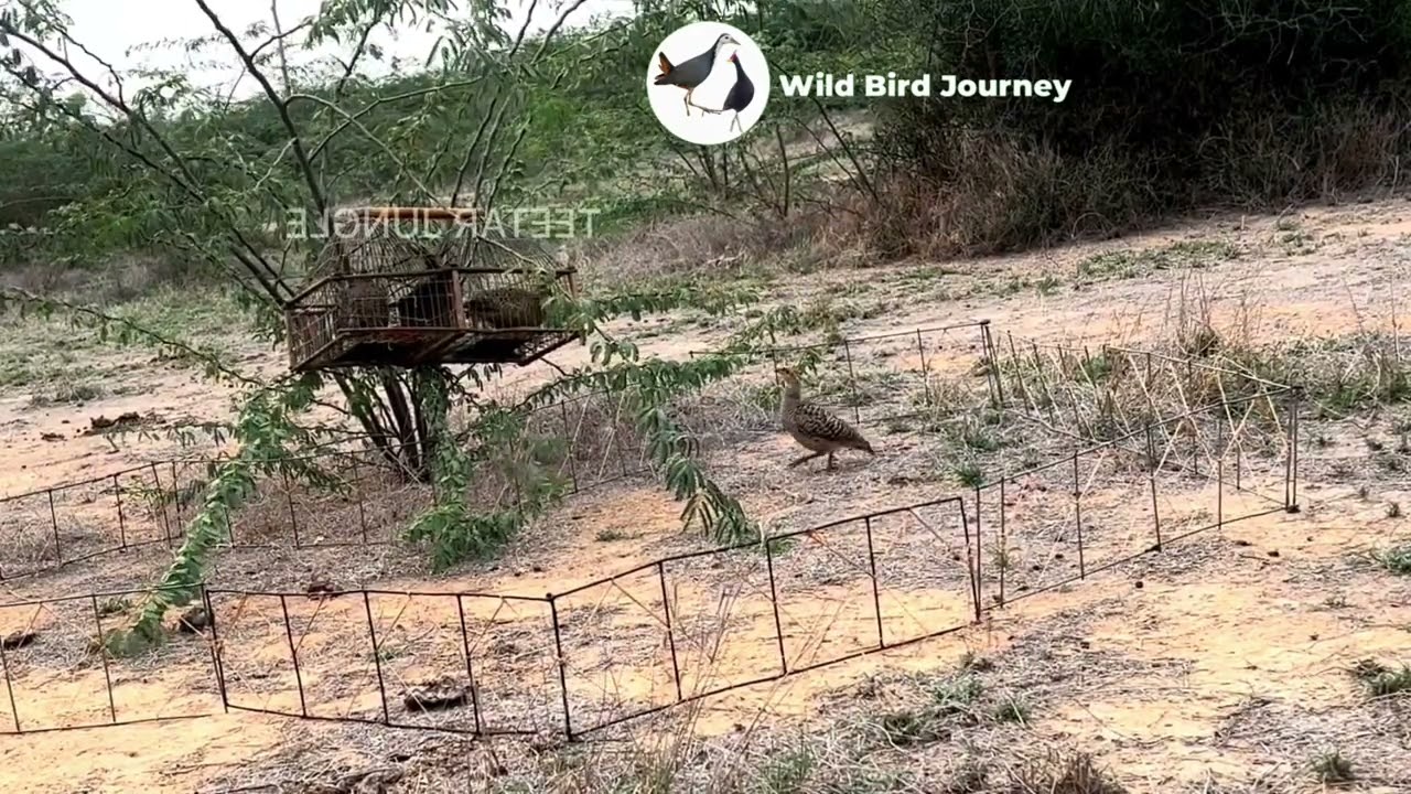 Unbelievable Wild Bird Behavior You&rsquo;ve Never Seen Before #BirdTrap 