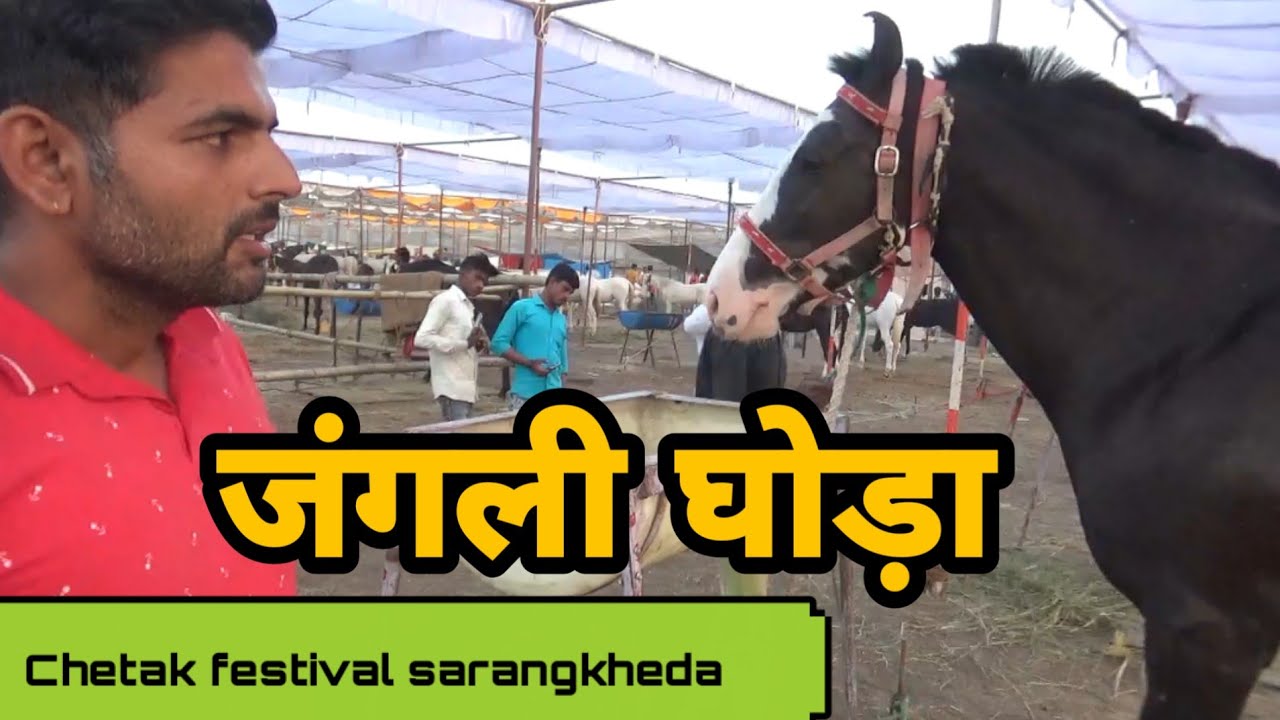 चौधरी हौर्स फार्म के 5 बेस्ट घोड़े!! unique items of chetak festival sarangkheda 2019