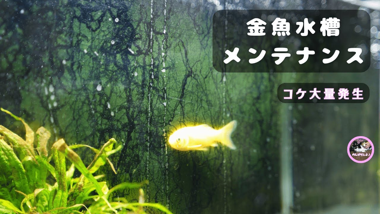 年明け🎍金魚水槽メンテ🐟大量発生したコケをスッキリ☺️【水槽メンテ #38】