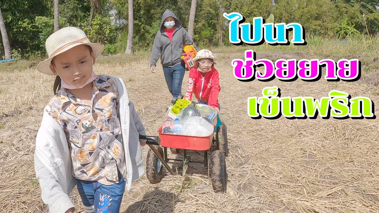 น้องโก๊ะพี่แอมป์ | ไปนาเอารถลากไปเข็นพริกให้ยาย ได้ค่าจ้างเท่าไรนะ