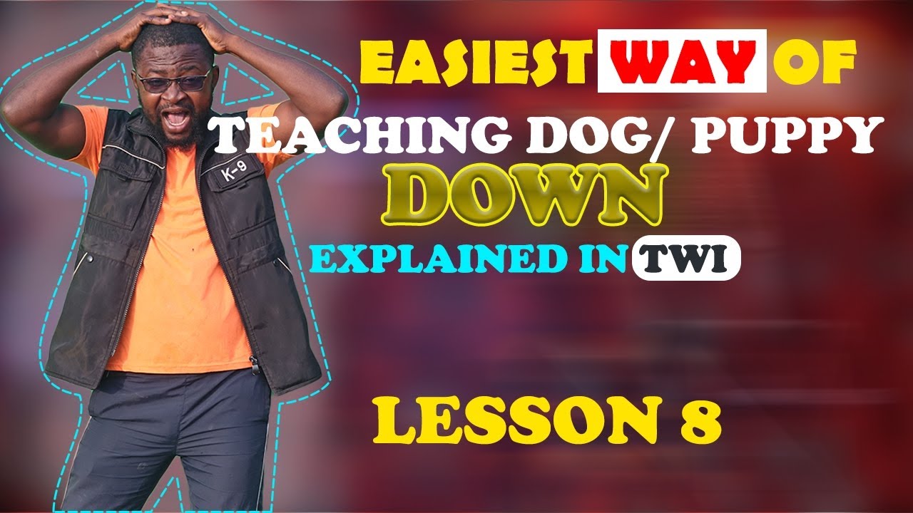 Basic obedience training 003
