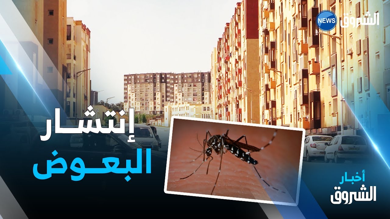 المدينة الجديدة سيدي عبدالله .. البعوض ينغص حياة السكان