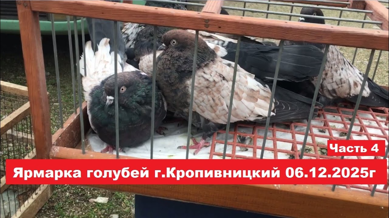 Ярмарка голубей и декоративных птиц г.Кропивницкий 06.12.2025. Часть 4