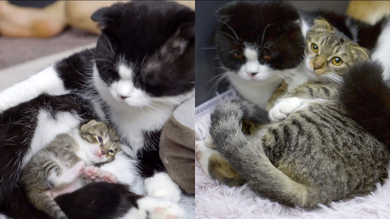 「珍しい父猫」9ヶ月子育てに協力するパンダ父猫と赤ちゃん猫の姿に感動