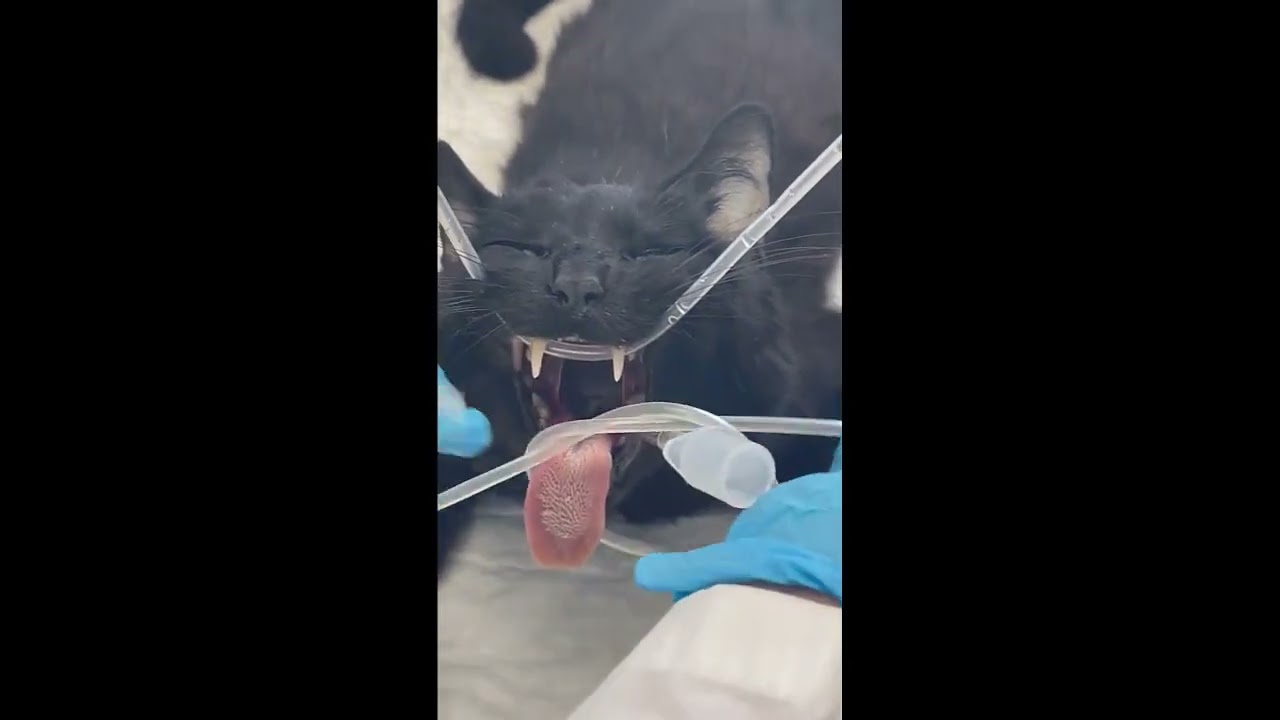 Intubation & Safe ETT Cuff Inflation
