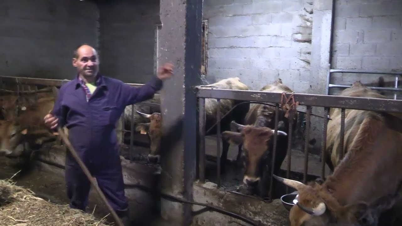 Ganaderos en su hábitat | Asturianas de Los Valles | 29.11.2025