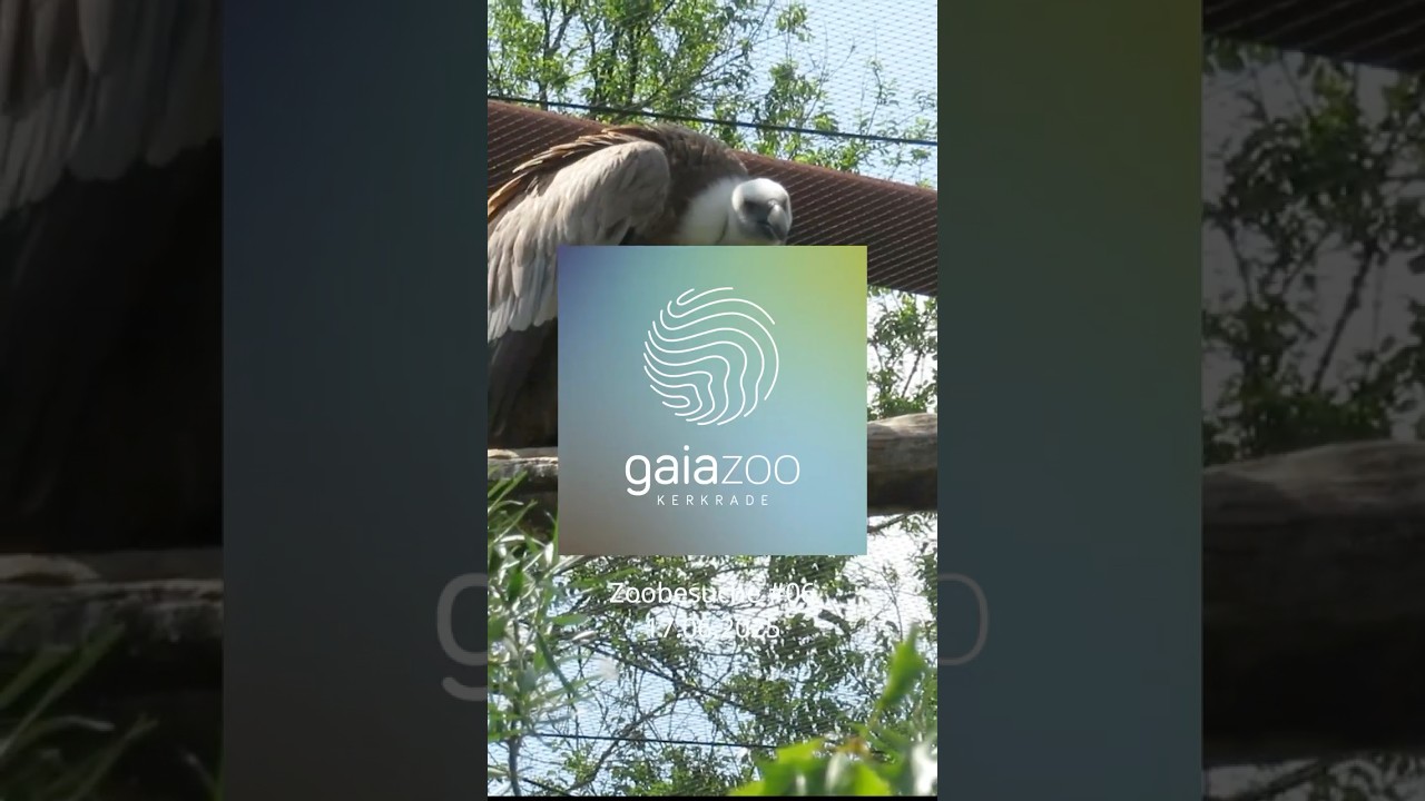 GaiaZoo Kerkrade Niederlande (17.06.2025) #zoo #tiere #animals #ausflugsziel #natur #trip  #capybara