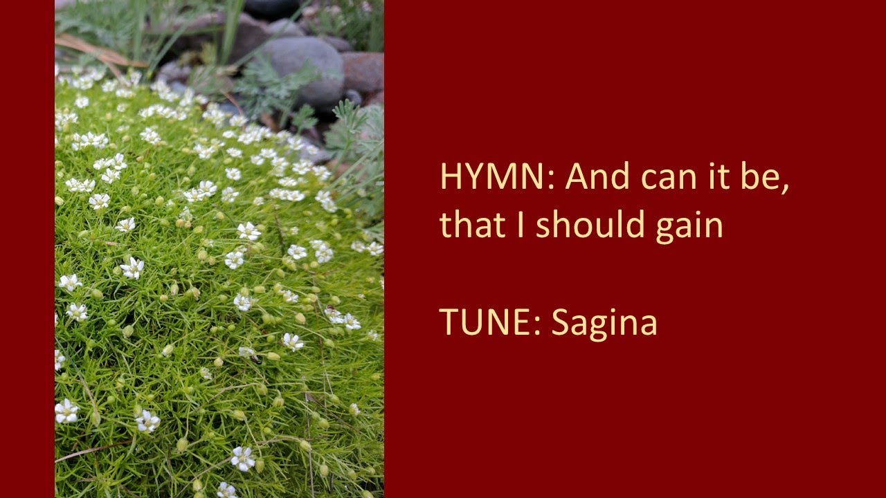 HYMN: And can it be, that I should gain an interest in the Saviour's blood? [Sagina]