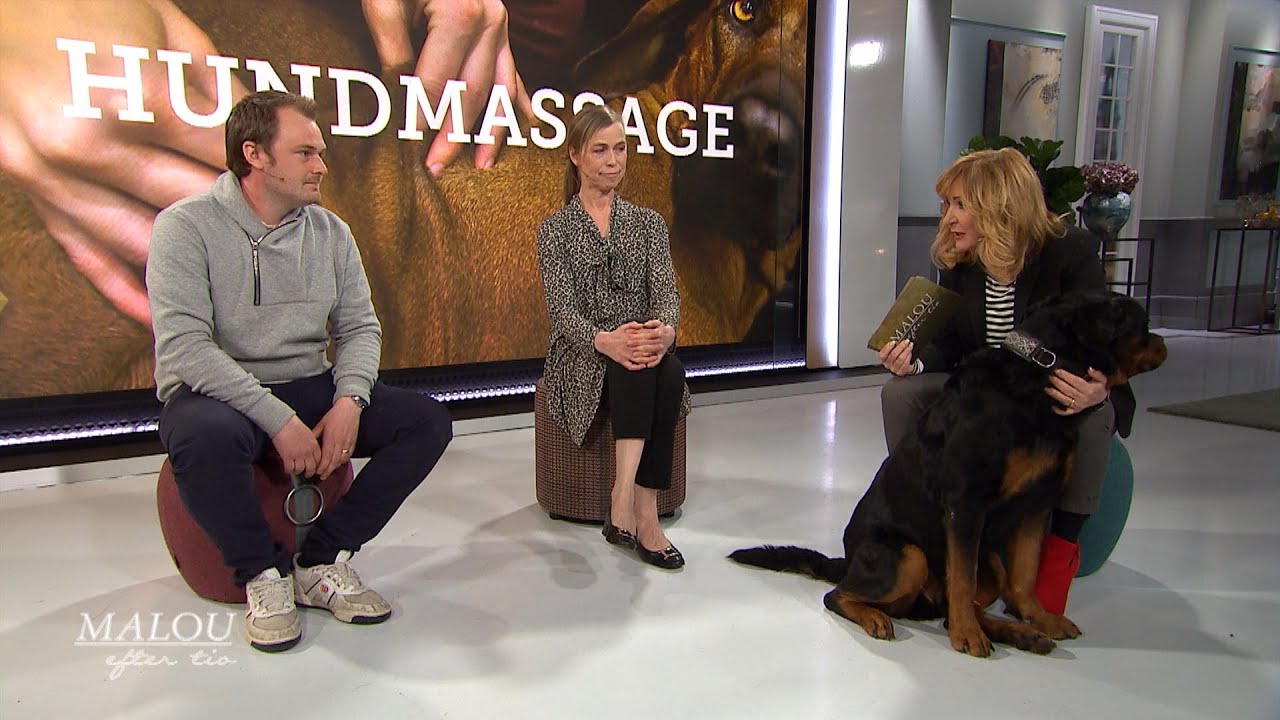 Hunden Anakin fick massage och träning – 