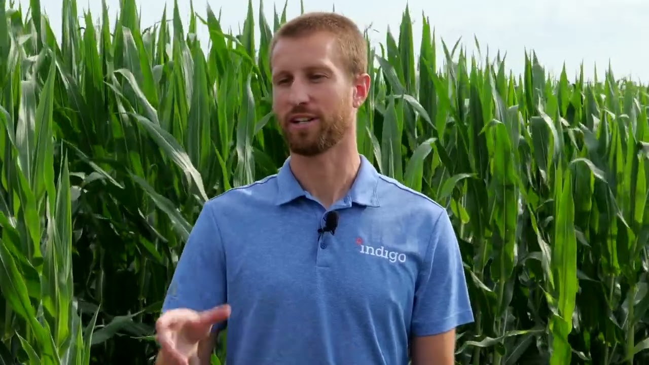 Future Farm - Silage and M34 by Indigo Ag