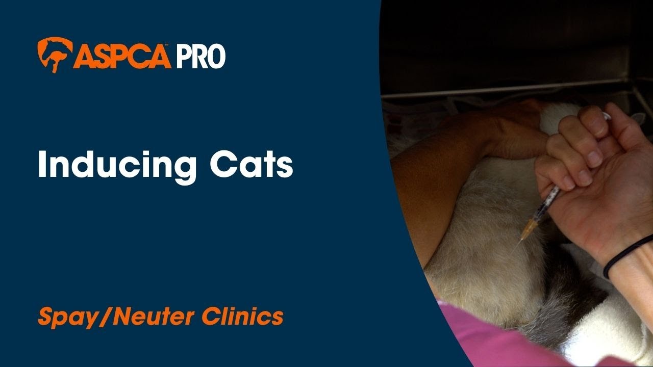 Spay/Neuter Anesthesia: Inducing Cats