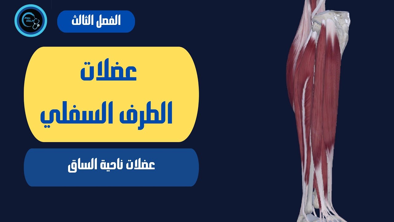 عضلات الساق | السنة التحضيرية | الفصل الثالث