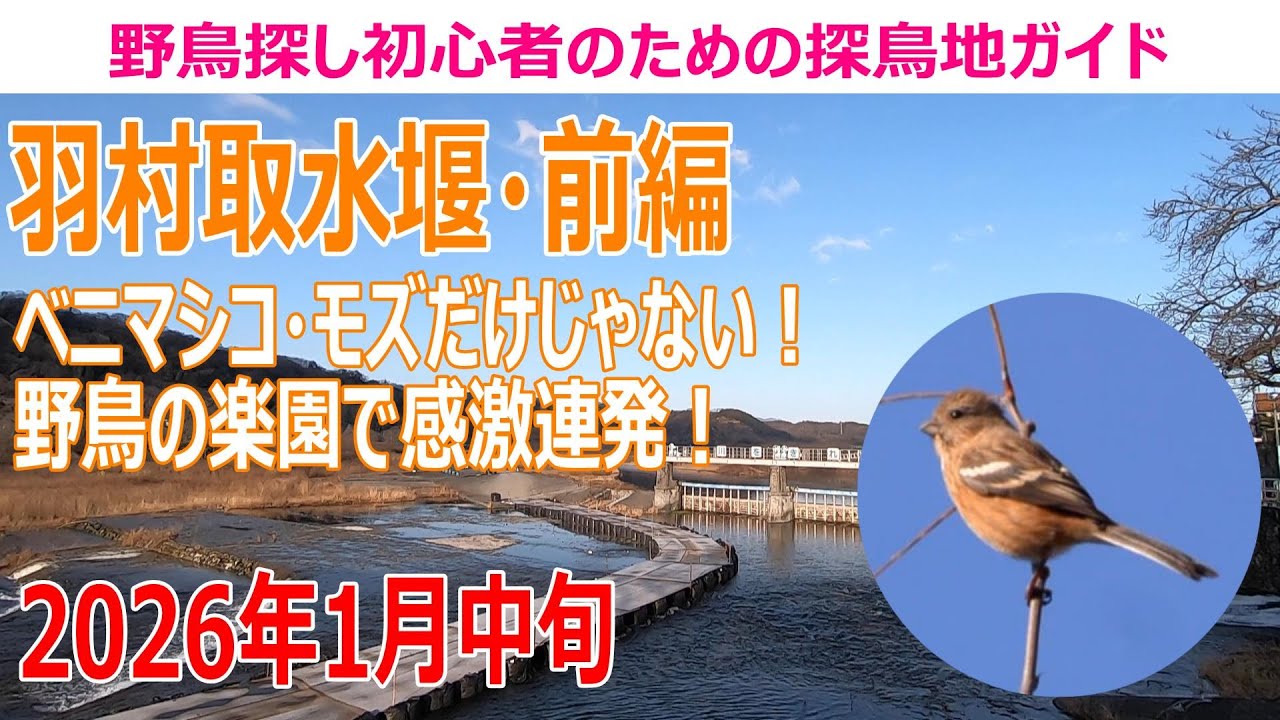 羽村取水堰(東京都)の探鳥地レポート ベニマシコ・ジョウビタキ・モズだけじゃない！野鳥の楽園で感激連発！　2026年1月中旬