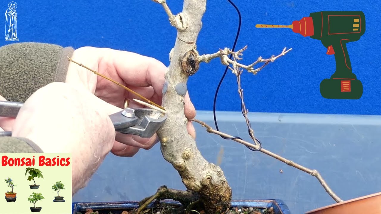 How to graft a new branch on your Maple Bonsai (Bonsai for Beginners)