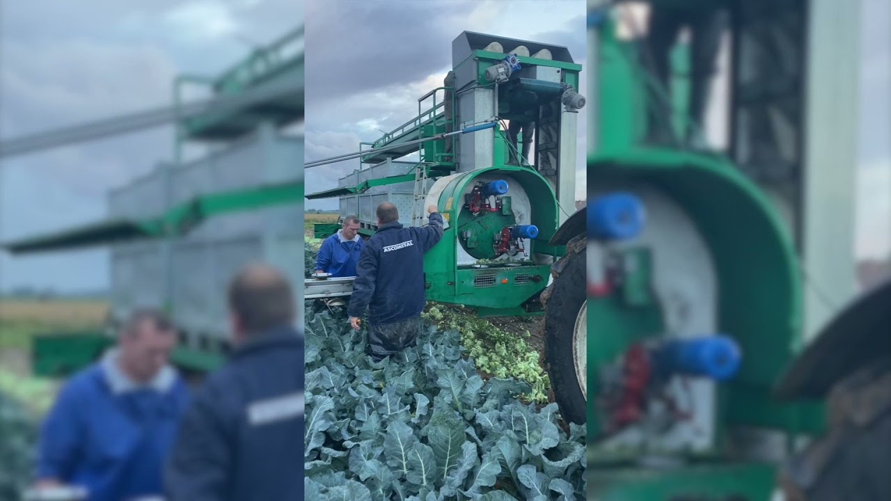 Test de notre pareuse chez notre producteur partenaire Bertrand Naye | R&eacute;colte de broccoli 🥦