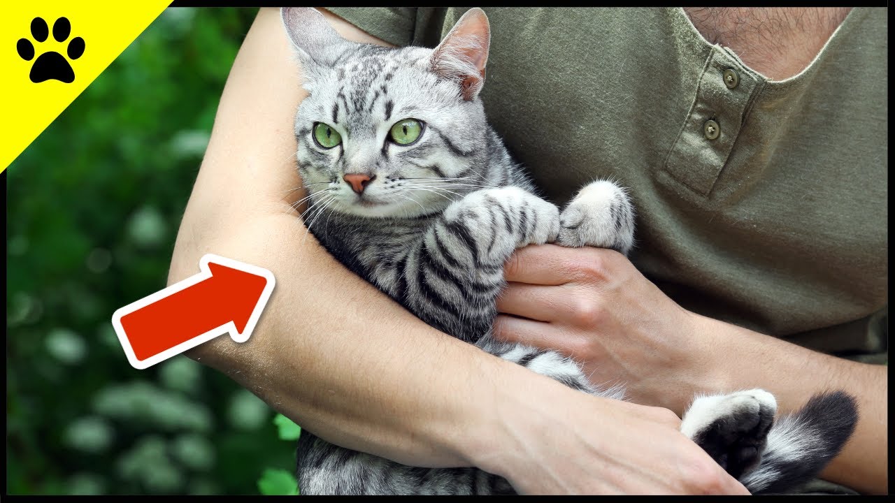 The REAL Reason Why Some Cats Are More Affectionate Than Others!