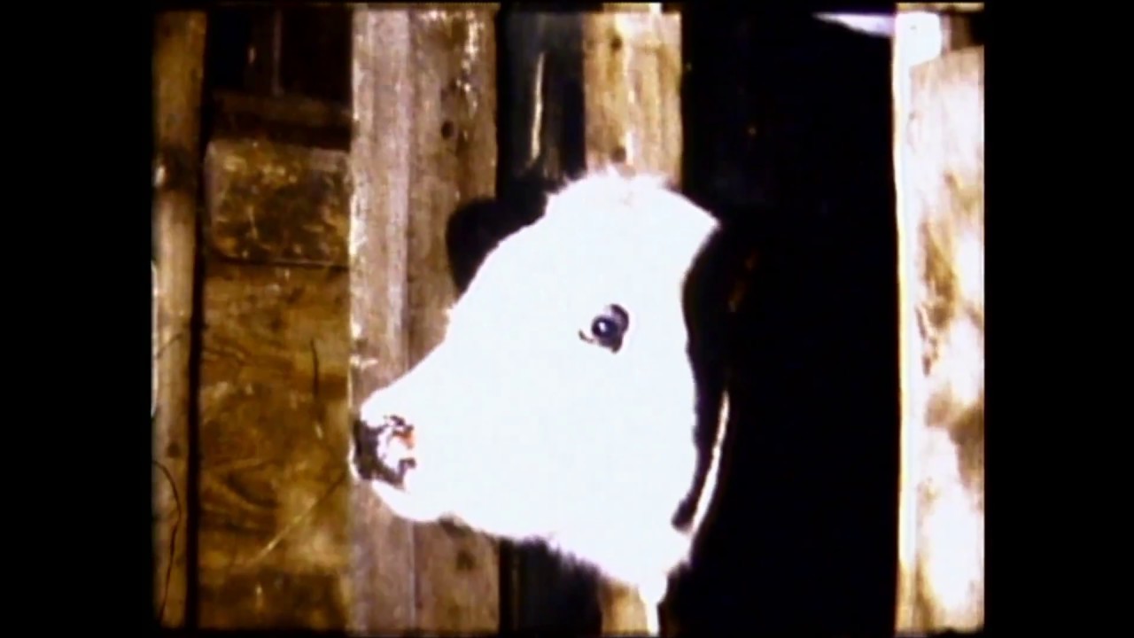 1976 ca.Op de boerderij in Wijthmen