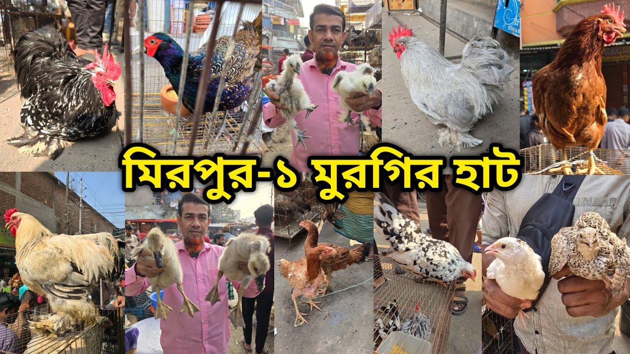 Mirpur -1 chicken hat | বাচ্চা সহ দেশি মুরগি | দেশি মুরগিতে ভরপুর | ফেন্সি মুরগি | ফেন্সি মুরগির দাম