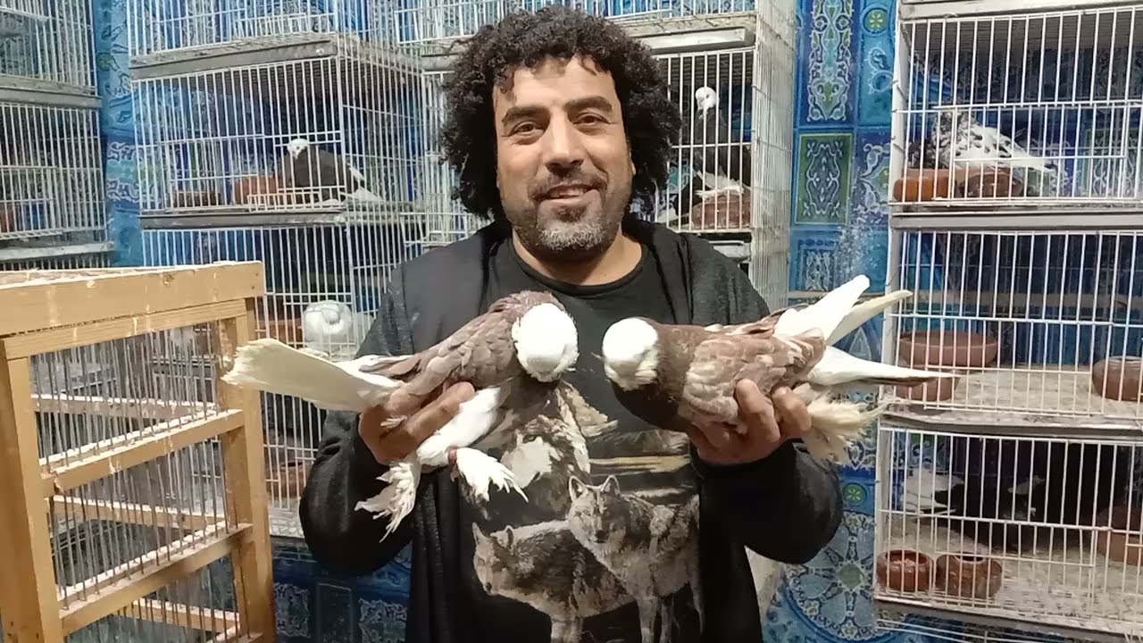 للبيع حوالي 40جوز حمام زينه مستويات عالية التواصل 01014178127او01286656969