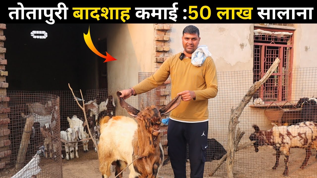 मिलिए तोतापुरी बादशाह कमाई 50 लाख सालाना | Totapuri Goat Farming In India | Bakri Farm