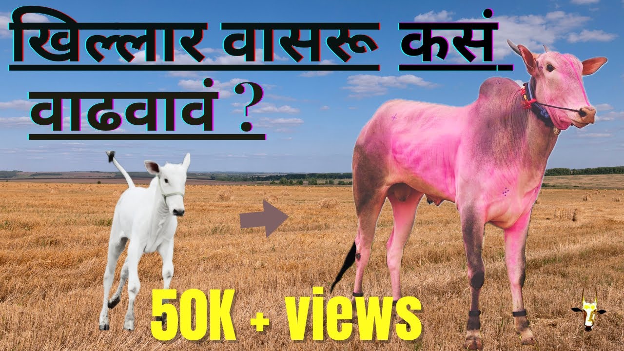 "सोपी पद्धत: खिल्लार वासरू कसं वाढवावं?" Part 1
