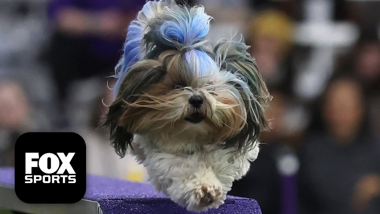 FULL 2026 Masters Agility Championship 🐕