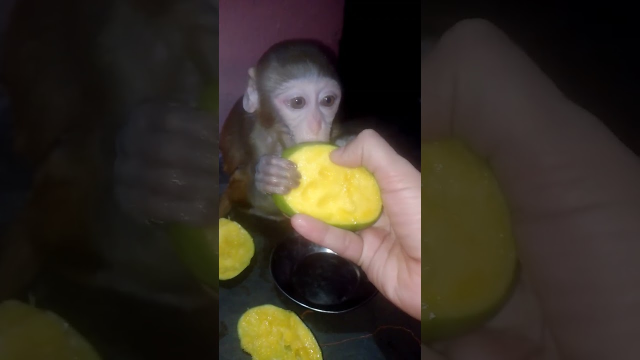 Monkey beby 😆 video 🥰🥰🥰 #monkey