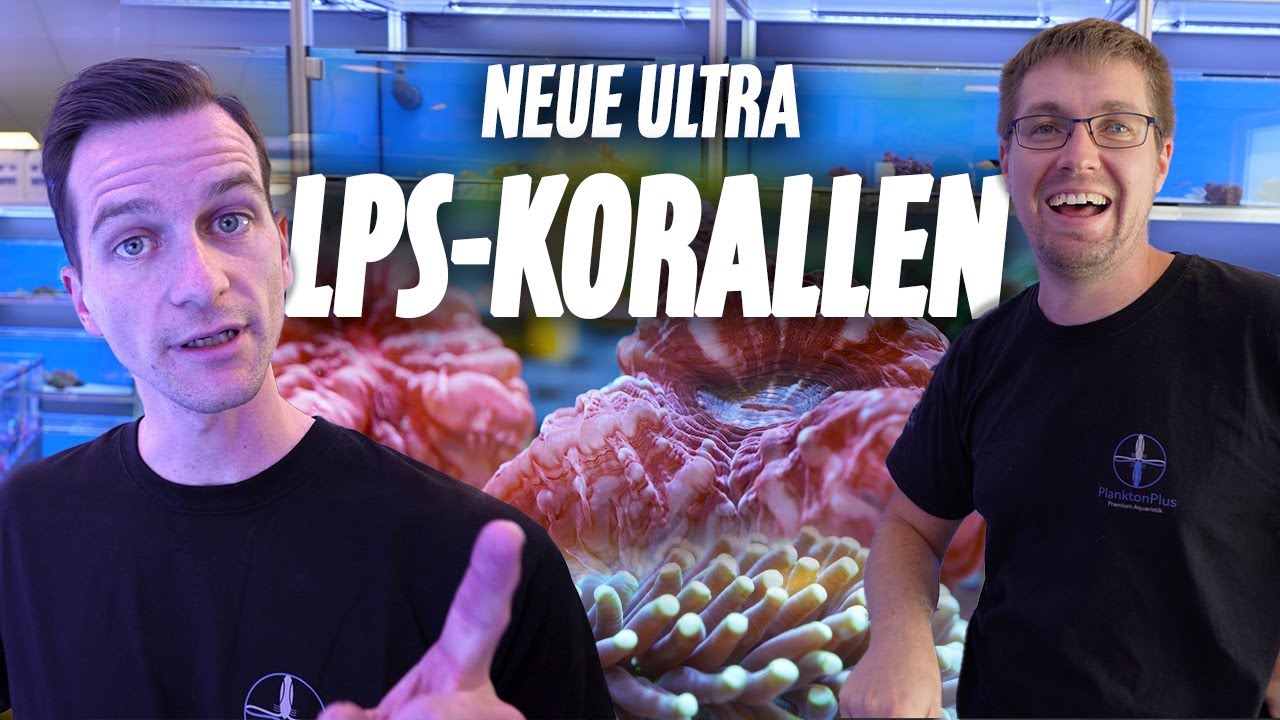 Neue Lieferung mit LPS KORALLEN *Ultra Tiere* PlanktonPlus Aquaristik
