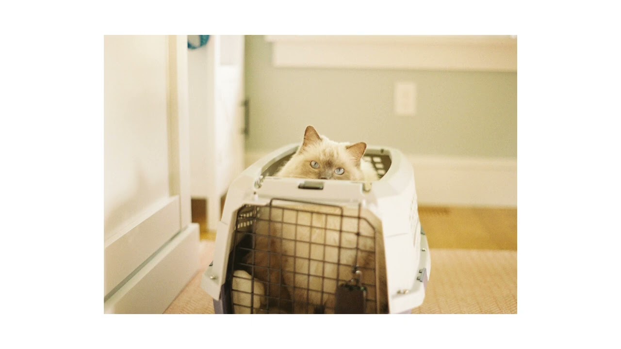 Alex Kehm - Bags by Clairo (Cover)